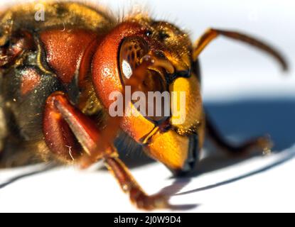 detail of European hornet in latin Vespa crabro isolated on white background Stock Photo