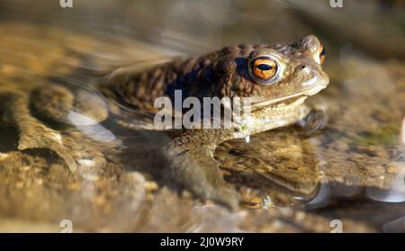 Common or European toad frog brown colored in latin bufo bufo Stock Photo