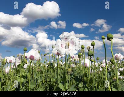 Detail of flowering opium poppy in Latin papaver somniferum, poppy field, white colored poppy is grown in Czech Republic Stock Photo