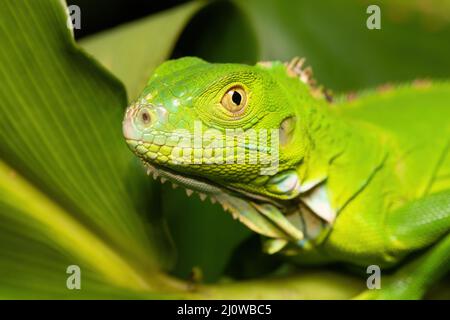 Green iguana female (Iguana iguana), Tortuguero Costa Rica wildlife Stock Photo