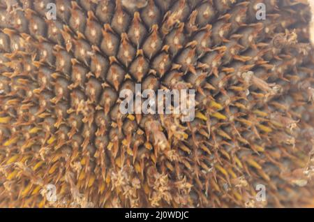 Sunflower Seed Background Stock Photo