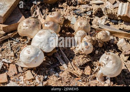 Pluteus Petasatus Mushrooms In Saw Dust Stock Photo