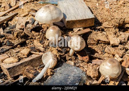 Pluteus Petasatus Mushrooms In Saw Dust Stock Photo