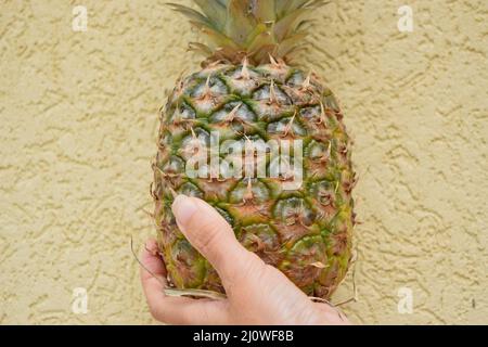 Ripe organic coconut in female hand. Stock Photo