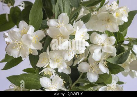 Beautiful delicate white flowers on a jasmine branch Stock Photo