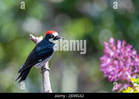 Acorn woodpecker, Melanerpes formicivorus, San Gerardo, Costa Rica Stock Photo