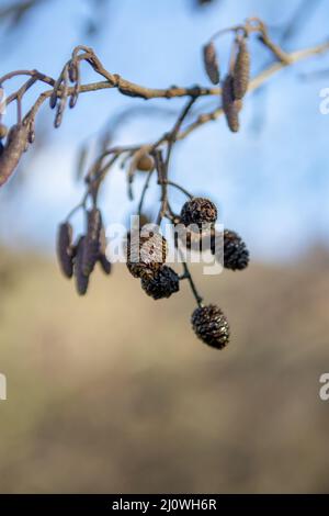 European black alder (Alnus glutinosa) also known as Common , Black or Europen alder. Hanging male i Stock Photo