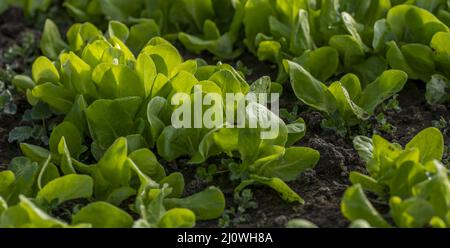 Organic Baby lettuce leaves in the greenhouse. Detail of home grown seedlings with frost on them in Stock Photo