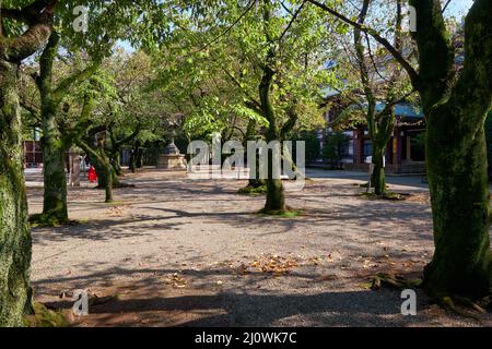 The cherry (sakura) garden at Yasukuni Shrine (Peaceful Country) in Chiyoda, Tokyo. Japan Stock Photo