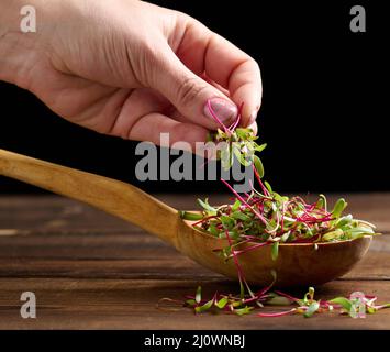 Fresh beet sprouts in a wooden spoon on the table and a female hand. Microgreen for salad, detox Stock Photo