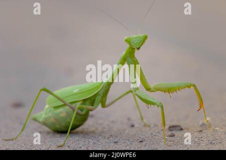 Arizona Mantis, Socorro, New Mexico, USA. Stock Photo