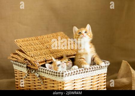 Three kittens playing with a rattan basket - stock photo Stock Photo