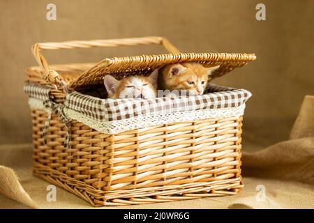 Two kittens have just woken up in the basket - stock photo Stock Photo