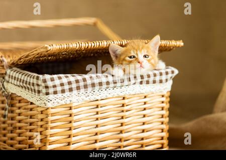 Cute kitten leaning out from baskt - stock photo Stock Photo