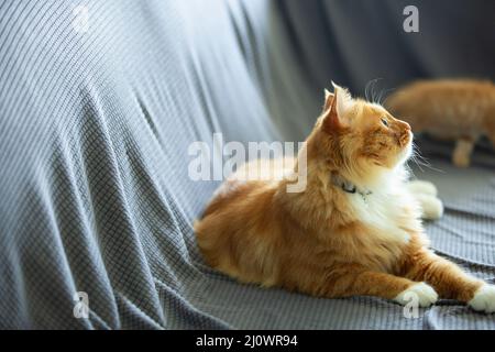Profile view portrait of longhair ginger cat - stock photo Stock Photo