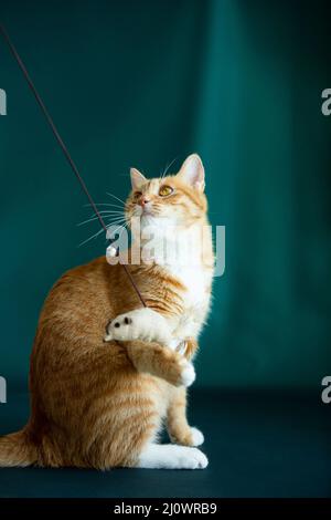 ginger cat catching toy mouse - stock photo Stock Photo