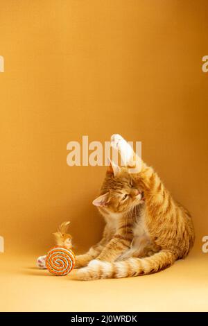 Cute orange tabby cat licking his nose Stock Photo - Alamy