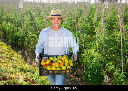 Male farmer with box of tomatoes on the field Stock Photo