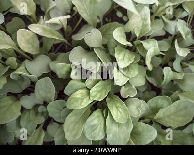 In the soil of the greenhouse, young radish sprouts grow Stock Photo