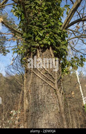 Common Ivy (Hedera helix) clinging on a tree trunk in the forest. The plant is also known as English or European ivy. Stock Photo