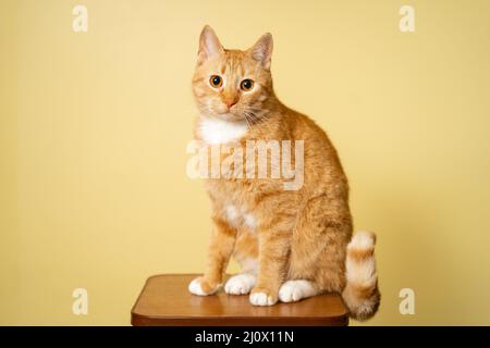 Cute adult red cat with white stripes sits posing on chair in studio against yellow background. Red-haired cat on background of Stock Photo