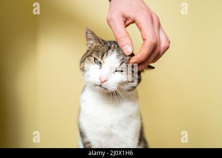 Close-up of a man hand caressing and stroking cat of three colors taken from a shelter on a yellow background. Male hand petting Stock Photo