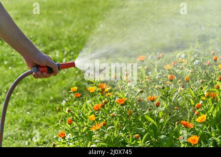 Unrecognizable person waters flowers and plants with hose in home garden Stock Photo