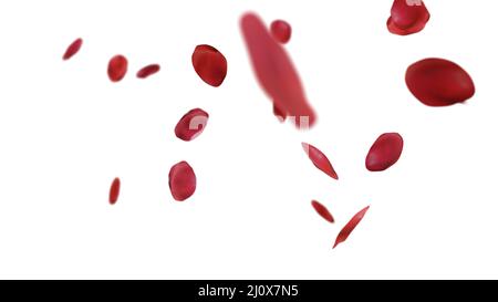 Rose petals falling on white background. Stock Photo