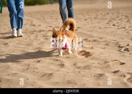 Cropped image of people walking in beach with dog. Foots of woman and man going on sand road Stock Photo