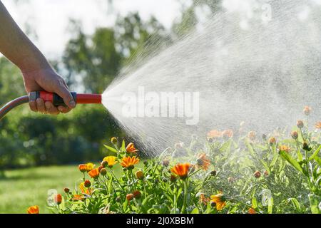 Unrecognizable person waters flowers and plants with hose in home garden Stock Photo