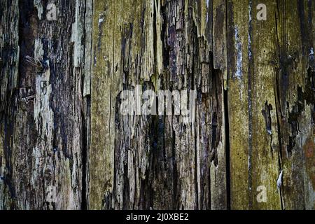 Dark green wood texture Stock Photo