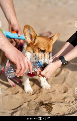 Dog greedily drinks water, owner pours liquid from bottle into palm of hand. Taking care of animals Stock Photo