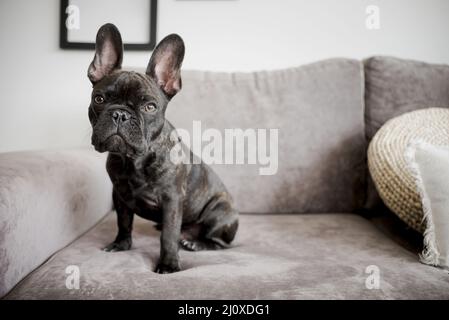 Portrait adorable french bulldog Stock Photo