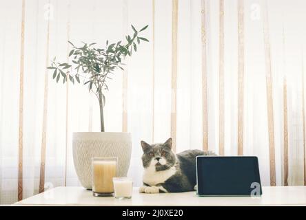 Scottish breed gray cat resting on table at home. Domestic animal lifestyle Stock Photo