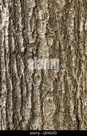 Top view tree bark. High quality photo Stock Photo