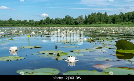 beautiful aquatic vegetation at the river bank on a sunny summer day, the lotus background photo is very beautiful in a water pot, Salaca river, Burtn Stock Photo