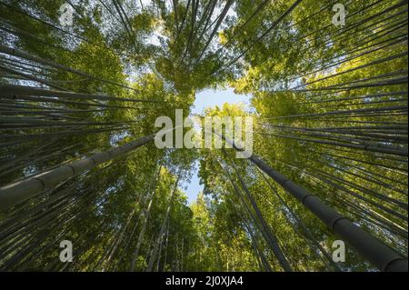 Photo Forest with trees close up. High quality beautiful photo concept Stock Photo