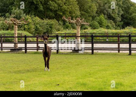 A black and white alpaca on green grass meadow. Curious funny animals on meadow. Wool of different colors. Curious, soft, animal themes. Stock Photo