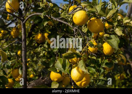 Many organic lemons ripening and hanging from the branches of a healthy lemon tree under a blue sky Stock Photo