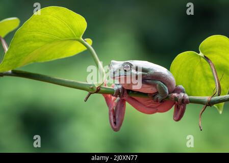 Dumpy frog on a tree branch Stock Photo