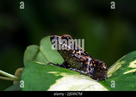 Spotted stream frog sitting in the yellow leaf Stock Photo