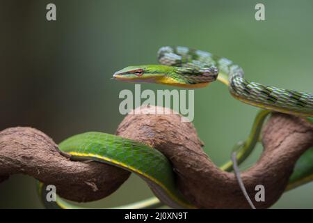 Close up photo of Asian vine snake on the tree branch