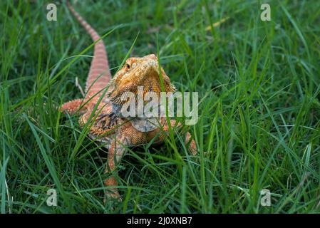 Pogona vitticeps,Bearded dragon from australia Stock Photo