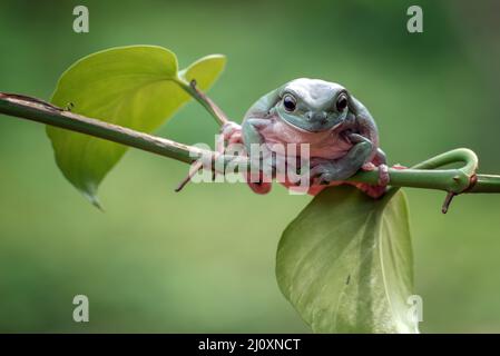 Dumpy frog on a tree branch Stock Photo