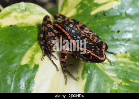 Spotted stream frog sitting in the yellow leaf Stock Photo