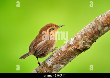 Mountain wren, Troglodytes solstitialis, Sumaco in Ecuador. Small tiny bird in the nature forest habitat. Little wren sitting on the branch, clear gre Stock Photo