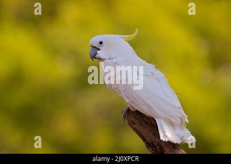 Bird from Australia. Leadbeater cockatoo, Cacatua leadbeateri, white parrot in the nature habitat. Bird from from wild Australia. White animal from da Stock Photo
