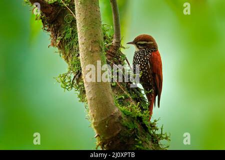 Pearled treerunner, Margarornis squamiger, grey brown bird in the nature habitat. Treerunner on the tree branch, San Isidro in Ecuador. Bird in the tr Stock Photo