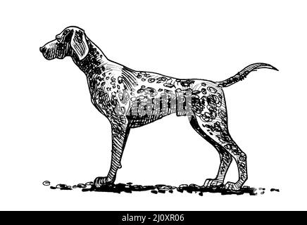 Hunting dog. Ink black and white drawing Stock Photo