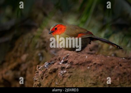 Scarlet-faced liocichla, Liocichla ripponi, bird with red face from Vietnam and China. Animal from Asia. Ground bird in the nature habitat. Stock Photo